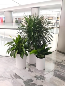 深挖宁波镇海盆景出租价格，快进来！